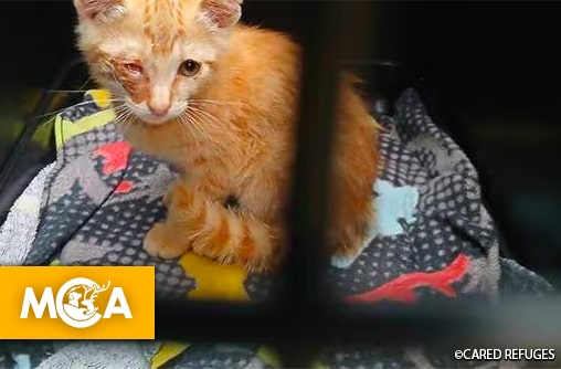 Horreur à Villemur-sur-Tarn : un chaton enterré vivant sauvé par un chien !