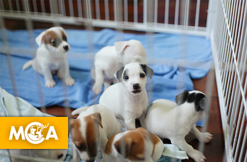 Vers la fin des salons du chiot  ? Une première avancée et un combat qui continue !