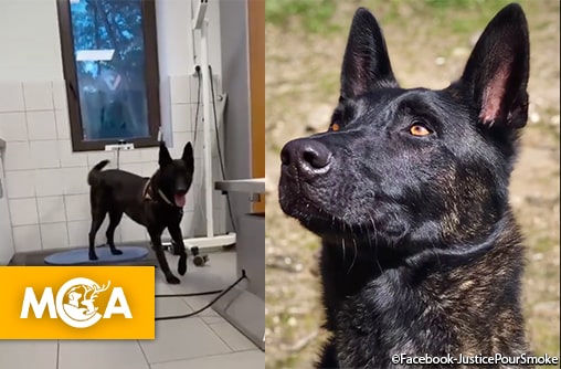 Smoke a été euthanasié : une nouvelle pétition pour lui rendre justice