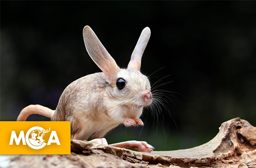 Quels sont les animaux qui possèdent les plus grandes oreilles ?