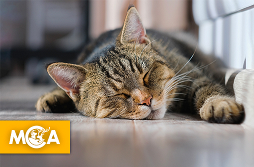 Pourquoi les chats dorment-ils autant ?