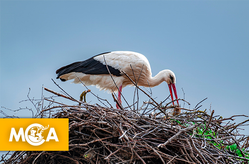 Le grand retour de la cigogne blanche dans la baie du Mont-Saint-Michel