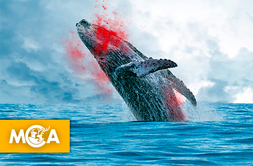 2025 : la chasse à la baleine s’intensifie en Norvège malgré l’opposition