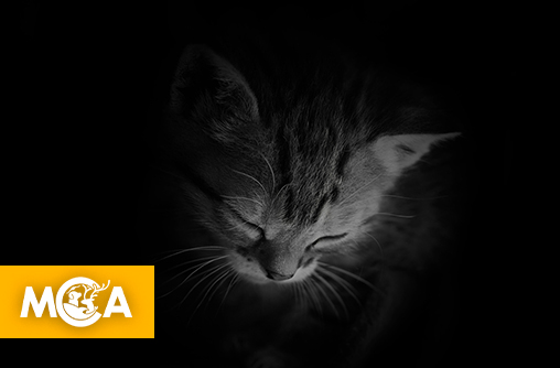 Torture de chats en direct sur Telegram : un commerce immonde dénoncé par une pétition !