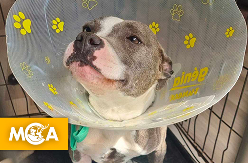 Affaire Riya : dernière ligne droite avant le procès en appel du 16 septembre