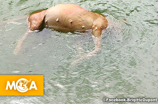 Horreur à Sermaize : le corps d’une chienne retrouvé dans le canal du Nord