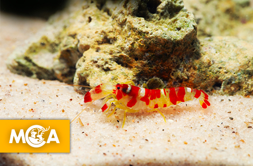 Découvrez la crevette pistolet qui fait trembler la flotte américaine