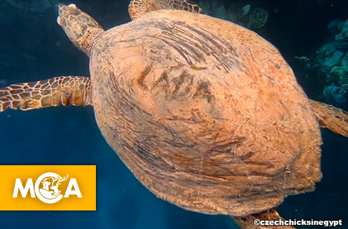 Égypte : un touriste grave son prénom au couteau sur la carapace d’une tortue marine