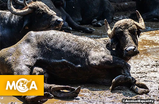 Mozzarella di bufala : un fromage star au prix de la souffrance animale