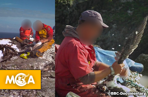 Massacre des fous de Bassan en Écosse : Une tradition terrifiante, qu’il faut abolir de toute urgence.