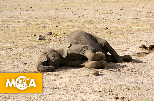 Culling : ces animaux en parfaite santé tués en silence dans les zoo