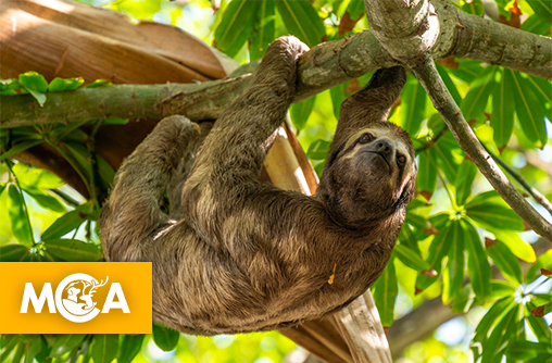 Découvrez les secrets fascinants du paresseux