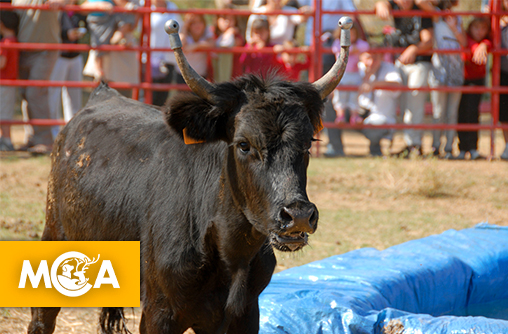 Taureau-piscine : une tradition cruelle dénoncée par une pétition