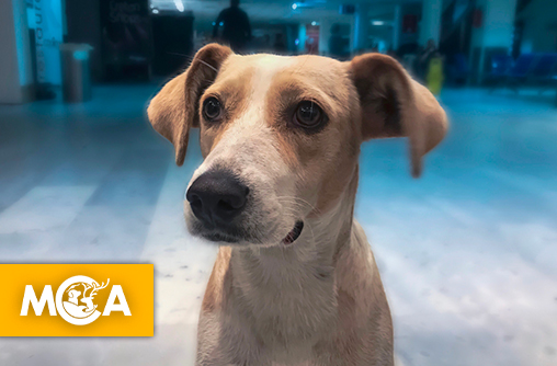 Abandon de chien à l’aéroport de Bruxelles:  Quand un refus d’embarquement révèle un problème bien plus profond…