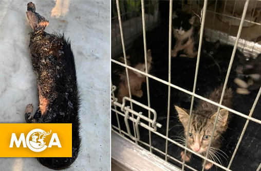 Maine-et-Loire : 13 chatons tués, l’association UPSA appelle à une peine exemplaire