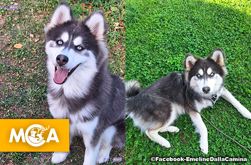 Azuro, le chien volé à Genas, retrouvé grâce à une incroyable mobilisation