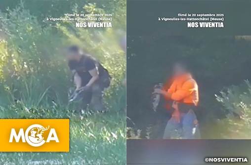 Des canards vivants catapultés pour entraîner des chiens de chasse : un nouveau scandale dans la Meuse