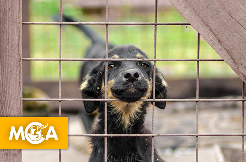 40 000 animaux abandonnés refusés par les refuges en 2024 : un scandale silencieux