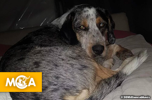 Un chien torturé à mort, un bâton enfoncé dans le rectum : une pétition réclame justice !