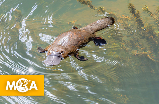 À la rencontre de l’ornithorynque, l’un des animaux les plus étonnants d’Australie