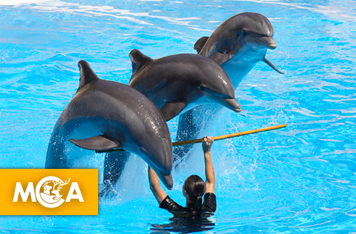 Marineland : One Voice et C’est Assez ! se mobilisent pour empêcher le transfert des dauphins