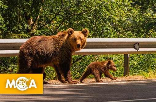 Une pétition pour mettre fin à l’abattage des ours bruns en Roumanie