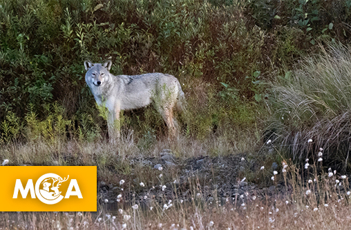 Appel à la chasse aux loups en Corrèze : les associations dénoncent une provocation