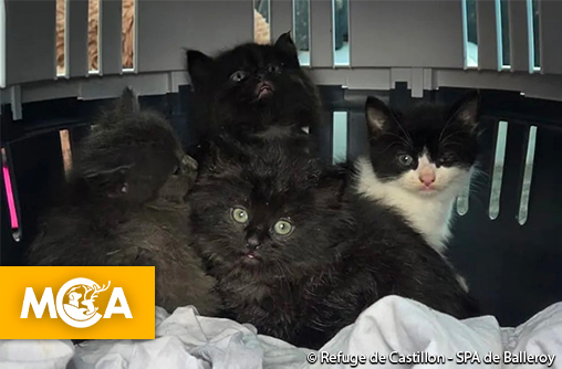 Une vidéo scandale : un chaton forcé à boire de l’alcool et utilisé comme serpillère