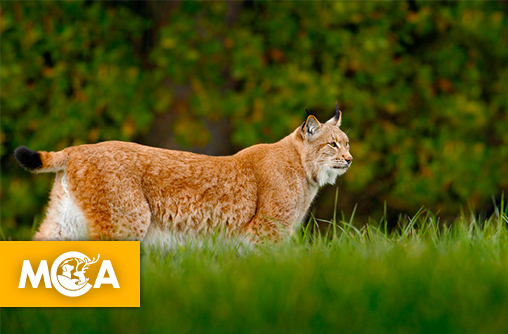 Hécatombe sur les routes du Doubs : deux lynx tués en 24 heures