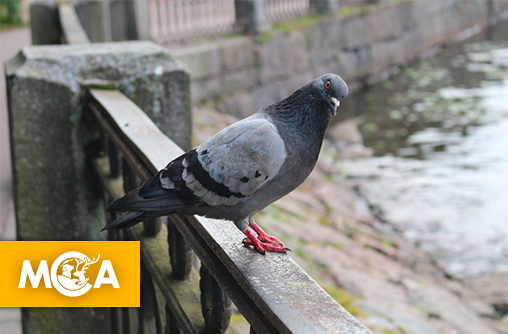 Saviez‑vous qu’un pigeon peut distinguer Monet de Picasso ?
