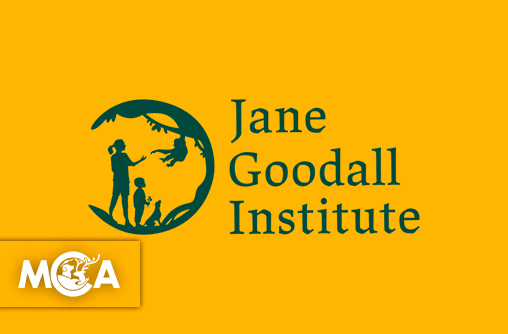 Jane Goodall : un héritage vivant à travers son Institut