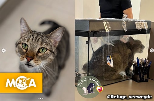 Transporté dans un aquarium, le chat Tony Tony a frôlé la mort !