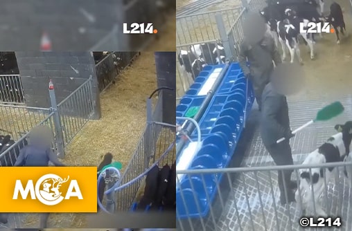Caméra cachée : L214 montre des veaux frappés à coups de pelle