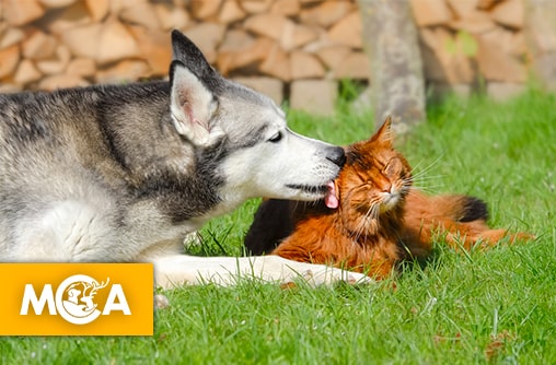 Les animaux peuvent-ils être amis ?