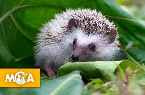 Deux hommes arrêtés pour avoir capturé des hérissons avec l’aide d’un chien