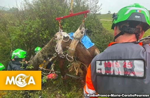 Une pétition lancée pour rendre justice au cheval retrouvé attaché dans un trou