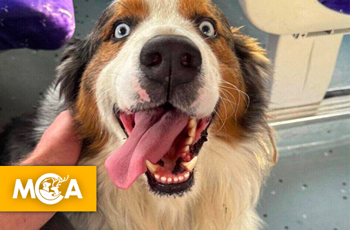 Riley, le chien voyageur, retrouvé sain et sauf après son escapade à Paris !