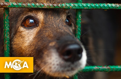 Une pétition lancée après la découverte de 250 animaux morts dans un “centre de l’horreur” en Espagne