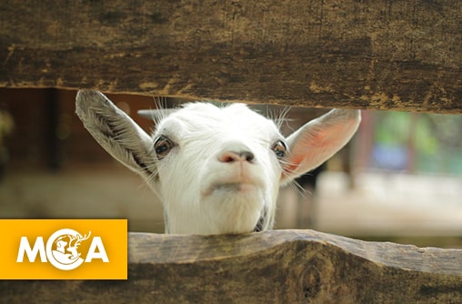 Besançon : PAZ saisit la justice pour obtenir des informations sur le zoo de la Citadelle