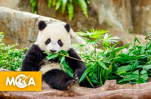 Saviez-vous que les pandas peuvent grimper aux arbres et manger jusqu’à 38 kilos de bambou par jour ?