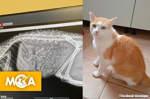 Maine-et-Loire : Moustache un chat retrouvé avec 150 plombs dans le corps, sa propriétaire est dévastée