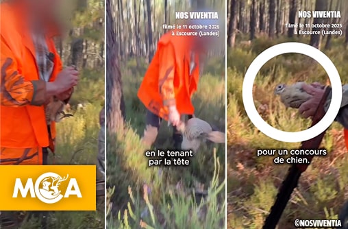 Landes : des faisans utilisés lors d’un concours de chiens, une association dépose plainte