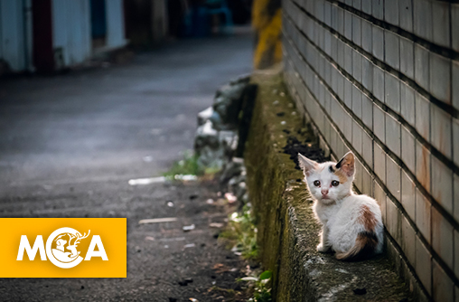 AJAS lance une pétition et interpelle les candidats aux municipales sur la condition animale