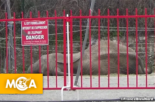 Samba d’une prison à une autre: la dernière éléphante de cirque française envoyée en Hongrie.