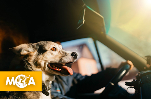 Trois chiens meurent enfermés dans une camionnette à Nantes : leurs familles demandent justice