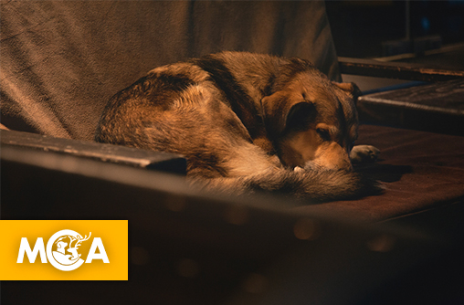 Nord-Mayenne : un couple sera jugé pour maltraitance après la mort d’un chien et la négligence de ses compagnons