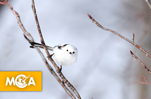 La fée des neiges du Japon : le petit fantôme blanc d’Hokkaido