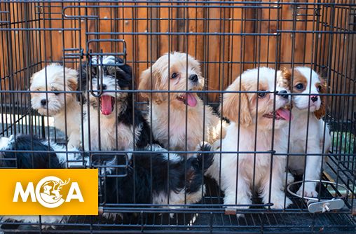 Les salons du chiot bientôt interdits au MIN de Toulouse !