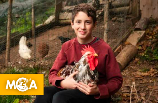 Une pétition pour soutenir Nolan 12 ans et son coq Dakota, menacé par des plaintes du voisinage