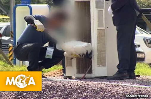 Corée : une cigogne protégée meurt lors d’un événement censé célébrer la nature